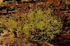 Attēlu rezultāti vaicājumam “Cephalozia catenulata”