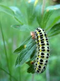 Attēlu rezultāti vaicājumam “Zygaena lonicerae”