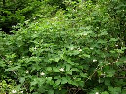 Attēlu rezultāti vaicājumam “Rubus plicatus”