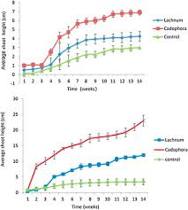 Attēlu rezultāti vaicājumam “Lachnum corticale”