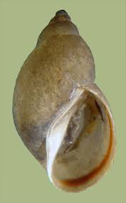 Attēlu rezultāti vaicājumam “Lymnaeidae”