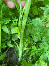 Attēlu rezultāti vaicājumam “Anthriscus sylvestris leaf”