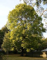 Attēlu rezultāti vaicājumam “Fraxinus pennsylvanica male flower”