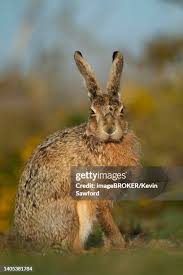 Attēlu rezultāti vaicājumam “Lepus europaeus adult”