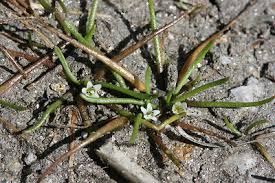 Attēlu rezultāti vaicājumam “Limosella aquatica leaf”
