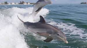 Image result for Belfairs Dolphins Snorkelling Club