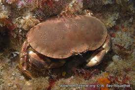 Image result for Cancer pagurus