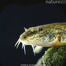 Attēlu rezultāti vaicājumam “Barbatula barbatula”