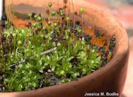 Attēlu rezultāti vaicājumam “Physcomitrium pyriforme sporophyte”