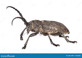 Attēlu rezultāti vaicājumam “Lamia textor”