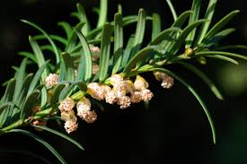 Attēlu rezultāti vaicājumam “Taxus baccata female flower”