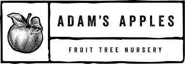 Attēlu rezultāti vaicājumam “Malus mandshurica fruit”