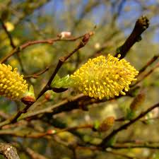 Attēlu rezultāti vaicājumam “Salix cinerea male flower”