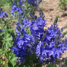Attēlu rezultāti vaicājumam “Veronica austriaca subsp. teucrium leaf”