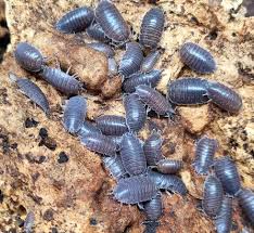 Attēlu rezultāti vaicājumam “Porcellio scaber”