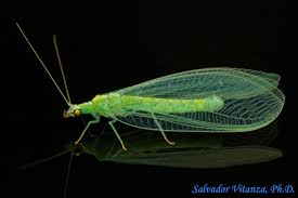 Attēlu rezultāti vaicājumam “Neuroptera”