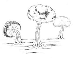 Attēlu rezultāti vaicājumam “Didymium squamulosum stalked”