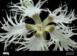 Attēlu rezultāti vaicājumam “Dianthus arenarius flower”
