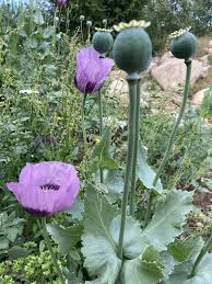 Attēlu rezultāti vaicājumam “Papaver somniferum flower”