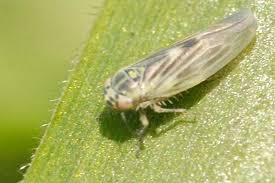 Attēlu rezultāti vaicājumam “Macrosteles nymph”