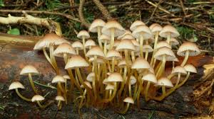 Attēlu rezultāti vaicājumam “Mycena renati”