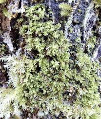 Attēlu rezultāti vaicājumam “Racomitrium canescens sporophyte”