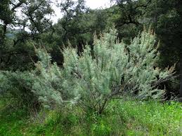 Image result for Artemisia caudata