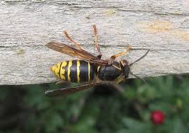 Attēlu rezultāti vaicājumam “Dolichovespula media”