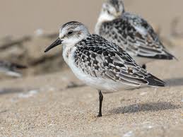 Attēlu rezultāti vaicājumam “Calidris alba adult”