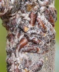 Attēlu rezultāti vaicājumam “Lepidosaphes ulmi imago”