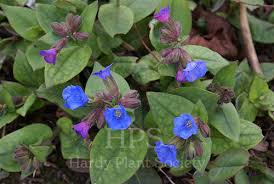 Attēlu rezultāti vaicājumam “Pulmonaria angustifolia leaf”
