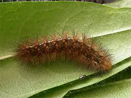 Attēlu rezultāti vaicājumam “Spilosoma lutea larva”
