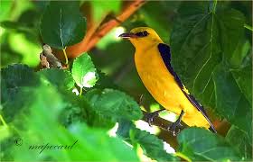 Attēlu rezultāti vaicājumam “Oriolus oriolus male”