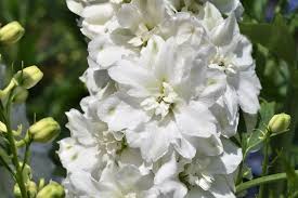 Attēlu rezultāti vaicājumam “Consolida regalis bud”