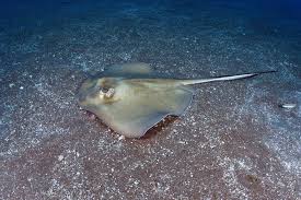 Image result for Hypanus americanus