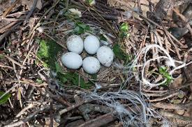 Attēlu rezultāti vaicājumam “Buteo buteo nest”