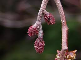 Attēlu rezultāti vaicājumam “Alnus incana female flower”