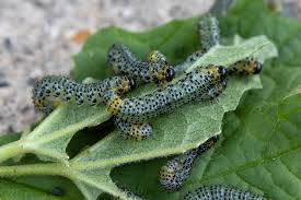 Attēlu rezultāti vaicājumam “Pristiphora maesta”