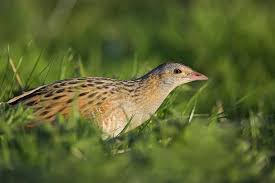 Image result for Crex crex