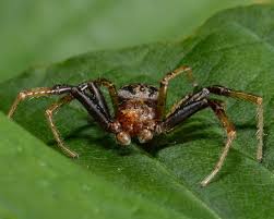 Attēlu rezultāti vaicājumam “Xysticus cristatus”