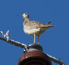 Image result for Bartramia longicauda