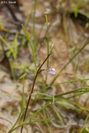 Attēlu rezultāti vaicājumam “Utricularia x neglecta leaf”