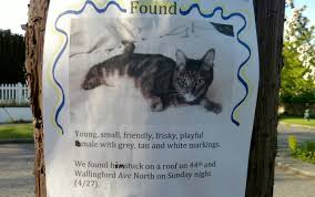 Image result for cat found