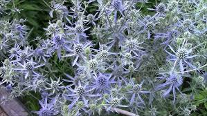 Attēlu rezultāti vaicājumam “Eryngium planum fruit”