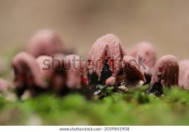 Attēlu rezultāti vaicājumam “Stemonitis fusca”