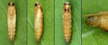 Attēlu rezultāti vaicājumam “Gracillaria syringella”