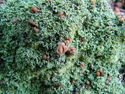 Attēlu rezultāti vaicājumam “Cladonia caespiticia”