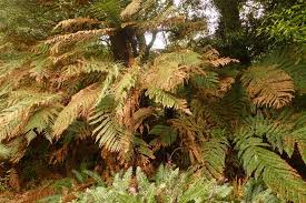 Attēlu rezultāti vaicājumam “Weissia squarrosa”