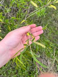 Attēlu rezultāti vaicājumam “Salix myrsinifolia male flower”