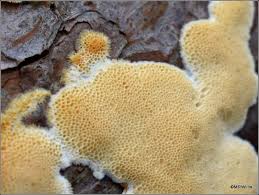 Attēlu rezultāti vaicājumam “Diplomitoporus flavescens”